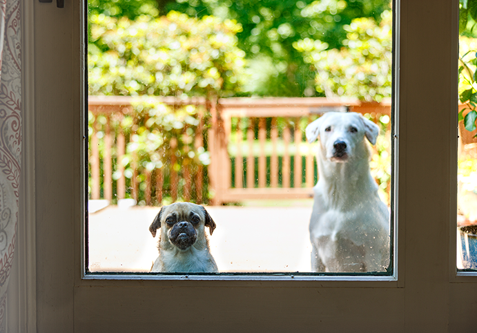 Two dogs looking inside through a patio door